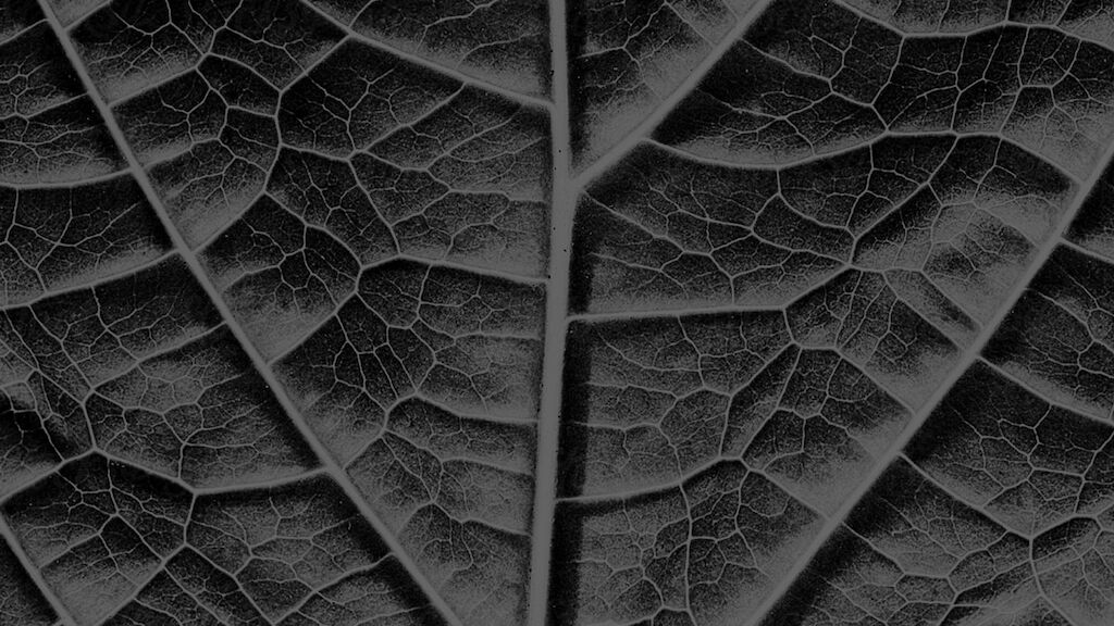 DT CSR Microsite Case Quote