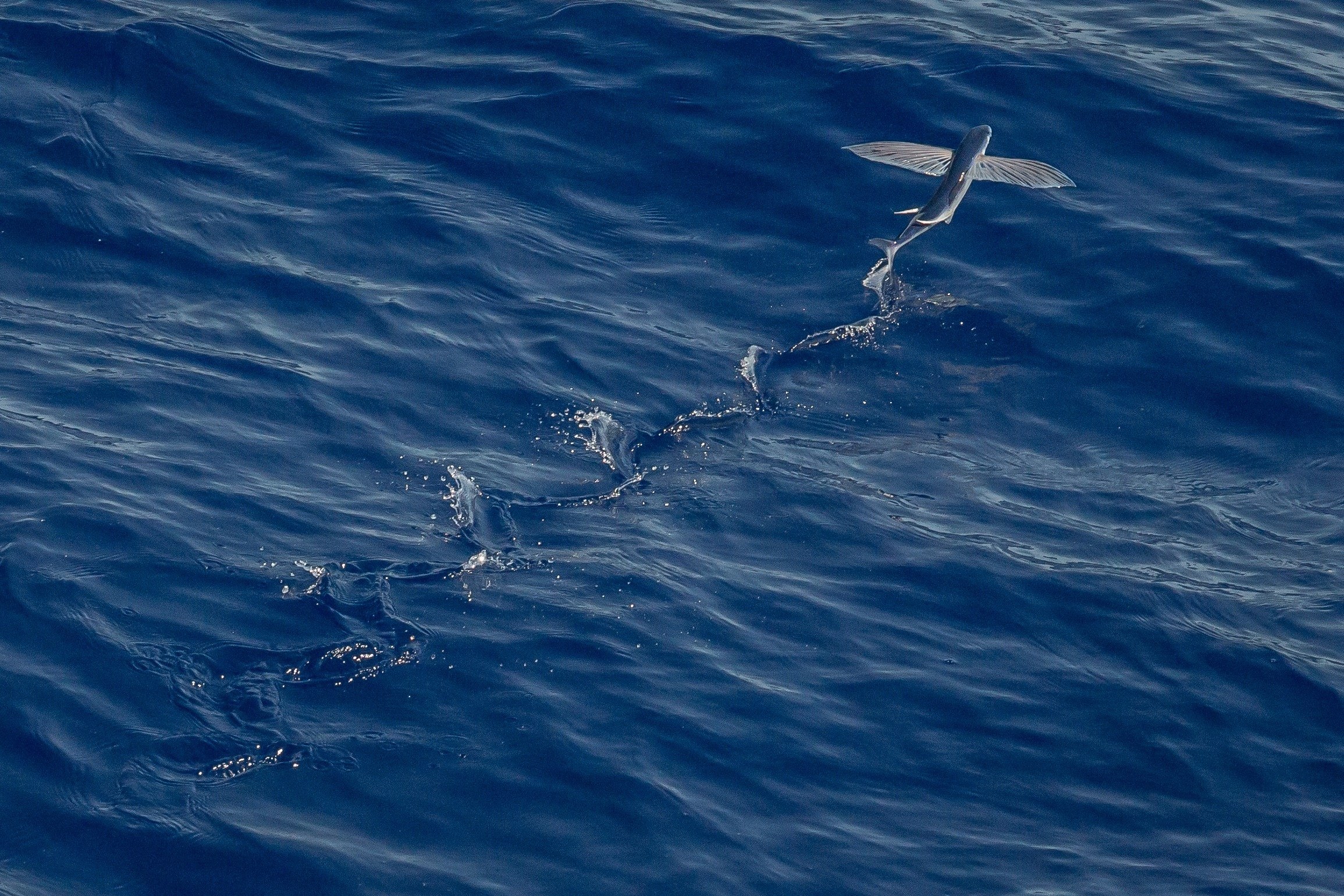 Воды океана 5 класс. Летучая рыба. Летающая рыба. Морские обитатели летучая рыба. Рыба которая летает над водой.
